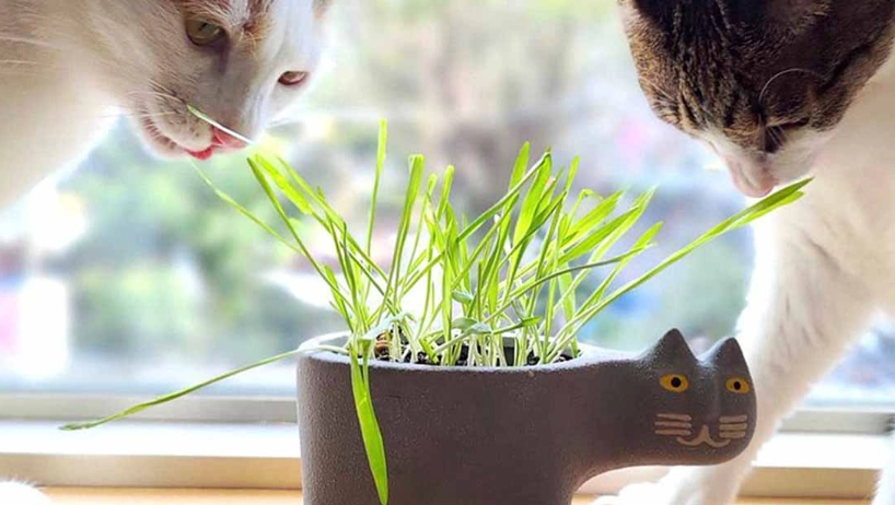 貓薄荷照顧 貓薄荷照顧