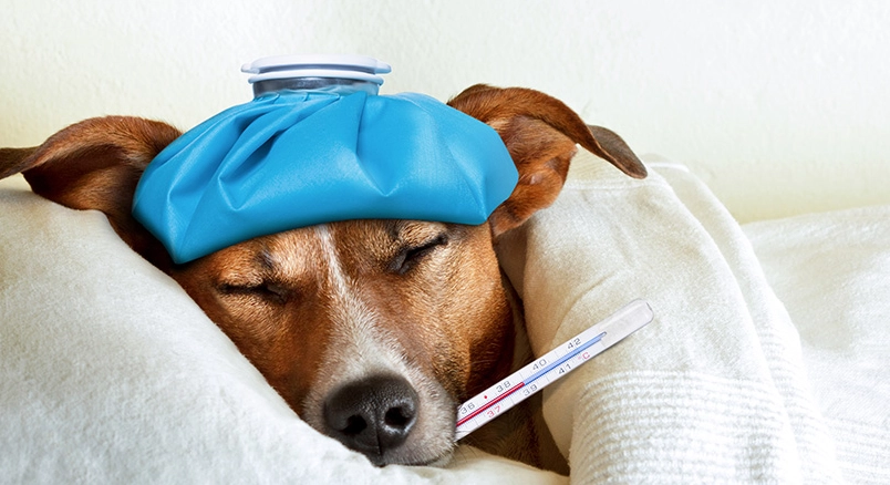 狗狗感冒咳嗽完整指南：症狀判別、居家護理與就醫時機