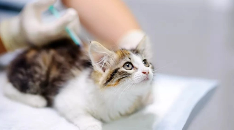 幼貓疫苗接種時間表：獸醫教你掌握黃金期與注意事項