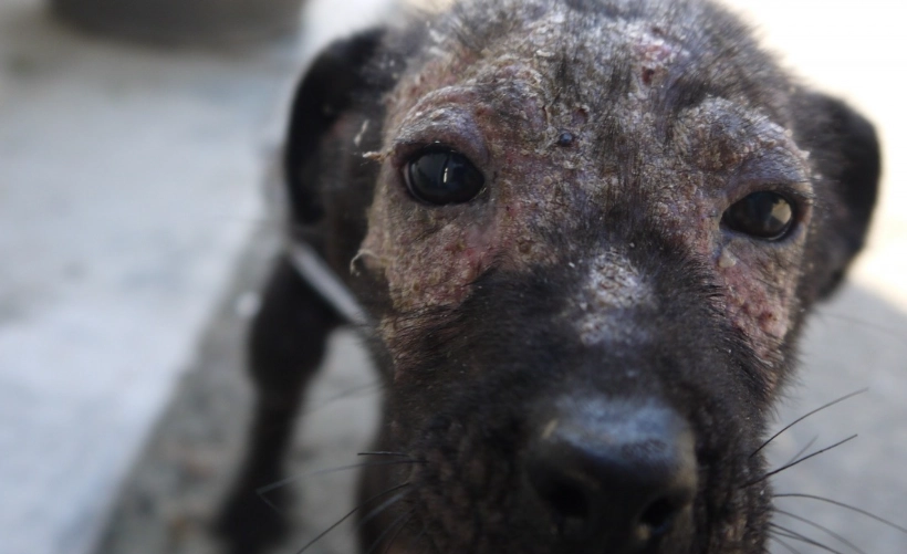 狗狗毛囊蟲症狀