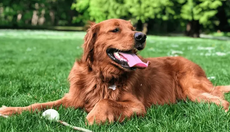黃金獵犬缺點 黃金獵犬缺點