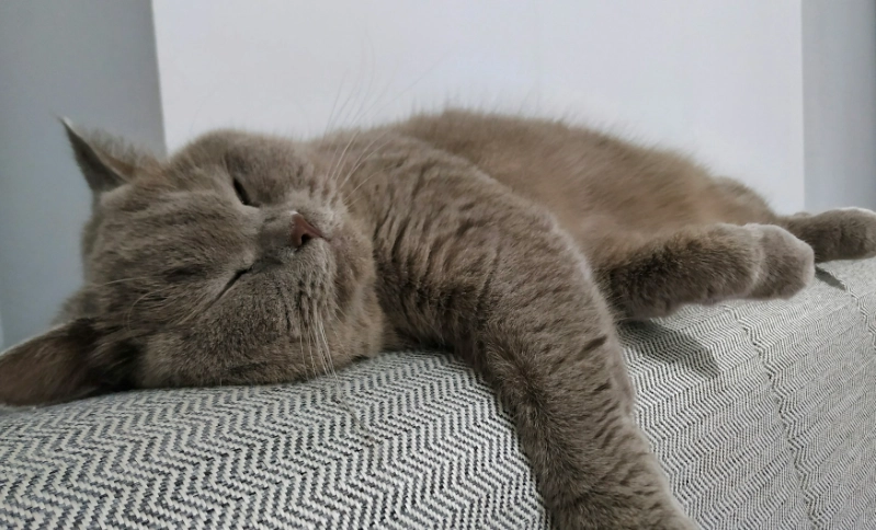 英國短毛貓健康照顧