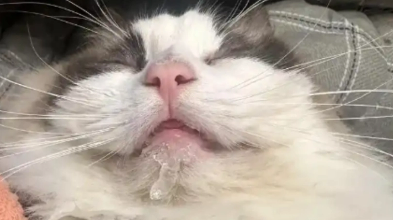 貓咪一直流口水怎麼辦