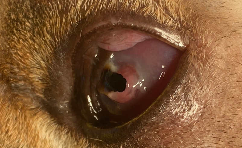 貓咪角膜潰瘍治療