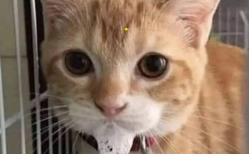 貓咪口水多疾病