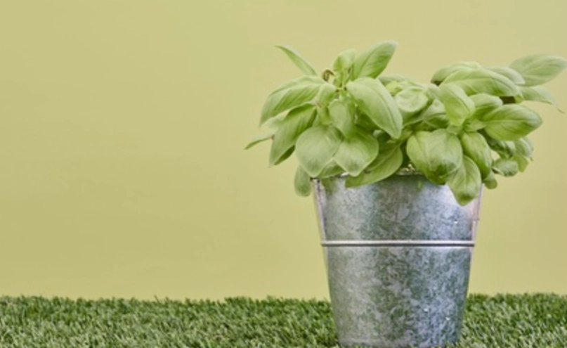 室内种植罗勒完整指南：从选种到采收的实用技巧