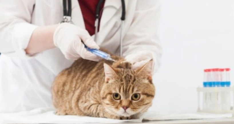 貓四合一疫苗風險