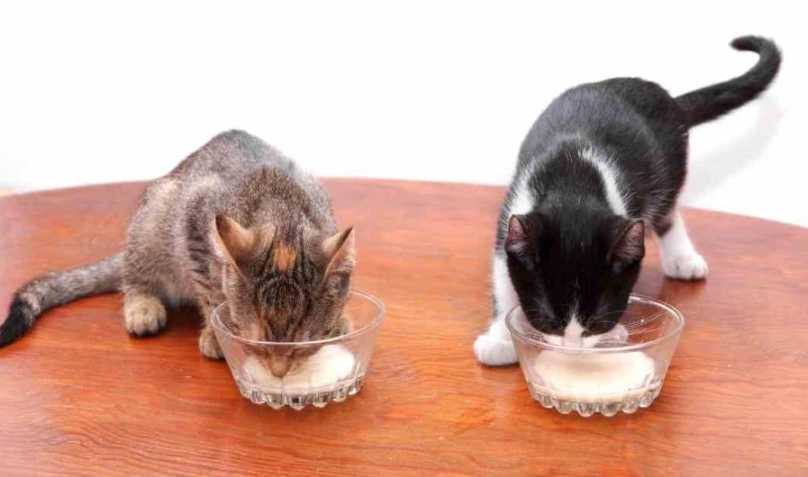 貓咪每日熱量計算