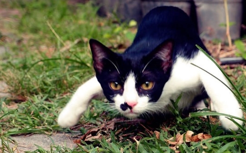 貓突然攻擊主人 貓突然攻擊主人