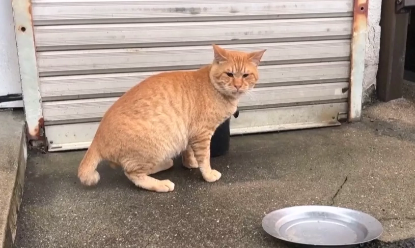 貓咪尾巴關節炎