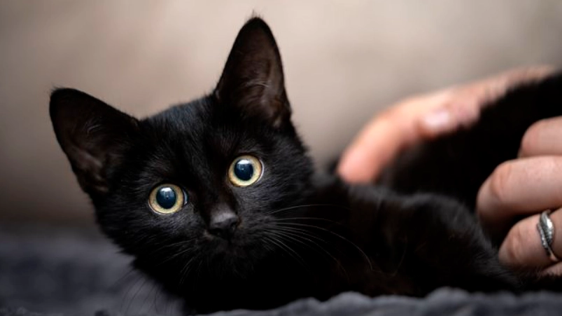 幼貓體重表全解析：從測量到健康監控的完整指南