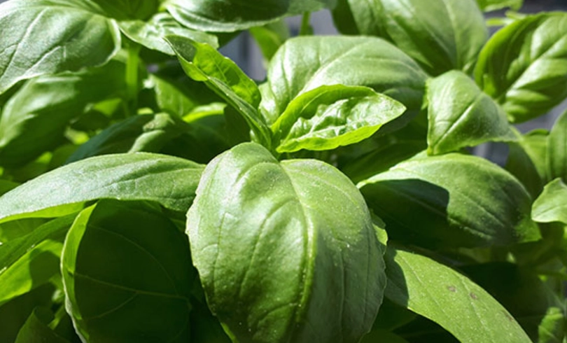 羅勒怎麼種 羅勒怎麼種