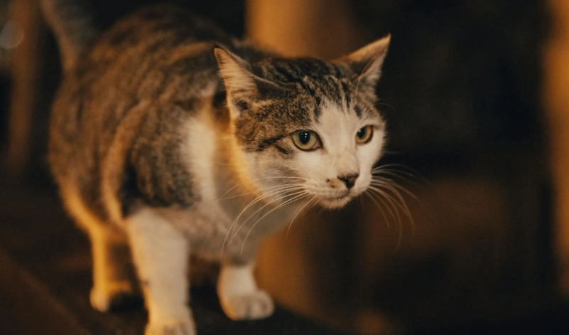 如何糾正貓的攻擊性 如何糾正貓的攻擊性