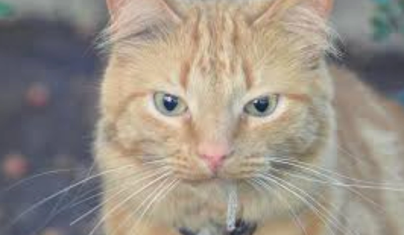 貓咪口水多疾病