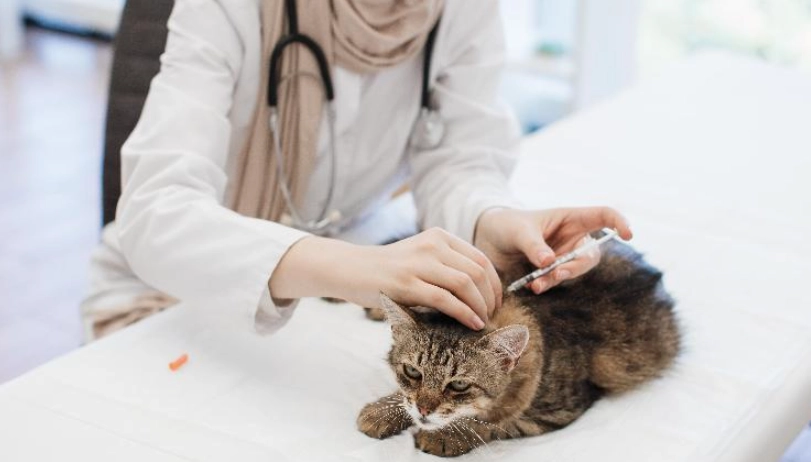貓疫苗接種時間 貓疫苗接種時間