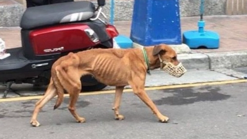 狗狗 體重 管理 狗狗 體重 管理