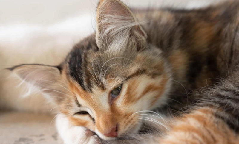 貓腎衰竭末期症狀全解析：關鍵徵兆與照顧指南