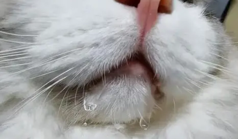 貓咪流口水原因