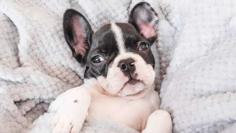 狗狗睡覺翻白眼