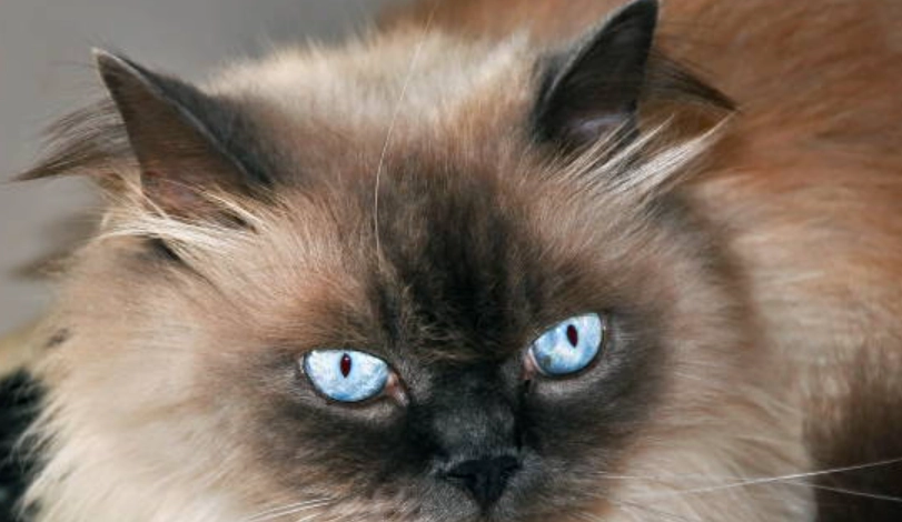 長毛暹羅貓性格 長毛暹羅貓性格