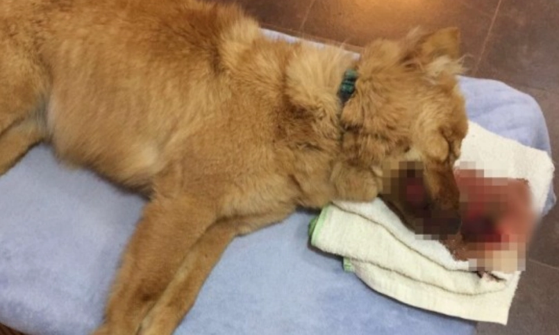 狗狗吐血死亡原因