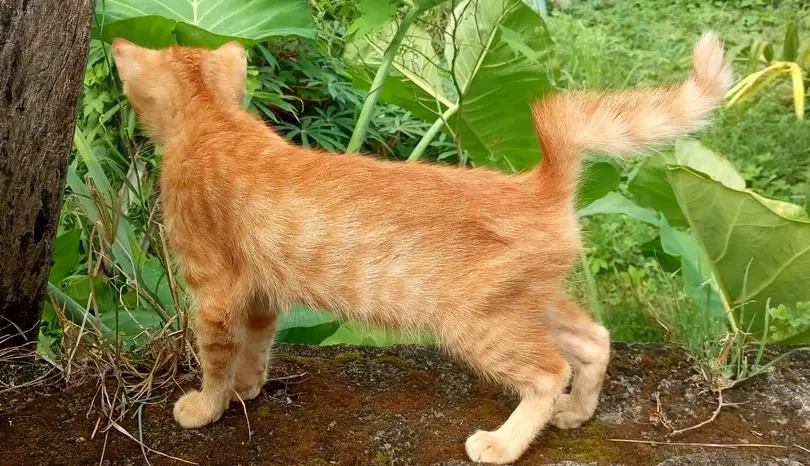 貓咪麒麟尾疾病完整指南：症狀、治療與日常照護全解析