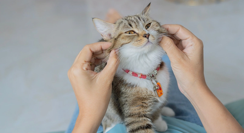 貓疫苗多久打一次？獸醫解析核心與三合一疫苗接種時程