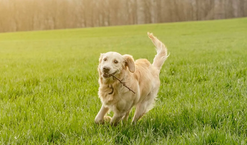 黃金獵犬缺點 黃金獵犬缺點