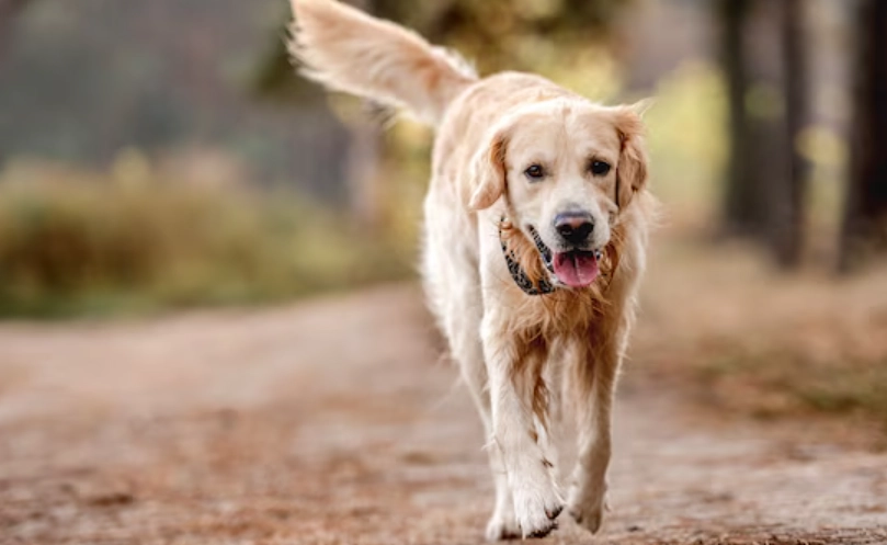 黃金獵犬飼養 黃金獵犬飼養