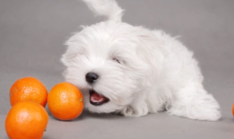 寵物飲食禁忌 寵物飲食禁忌