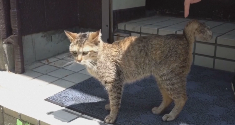 貓咪尾巴關節炎