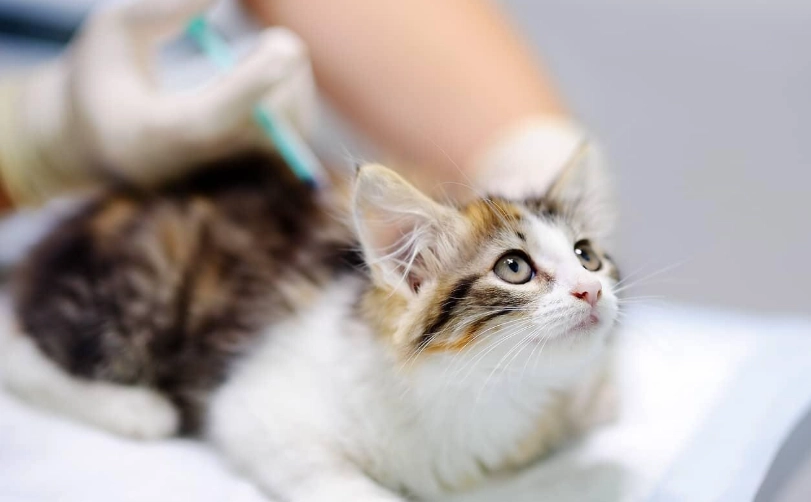 貓三合一疫苗 貓三合一疫苗