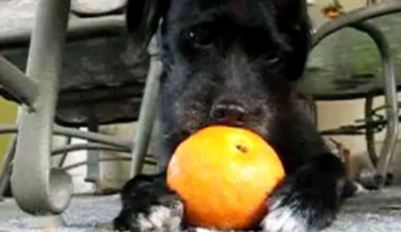 狗狗水果 狗狗水果