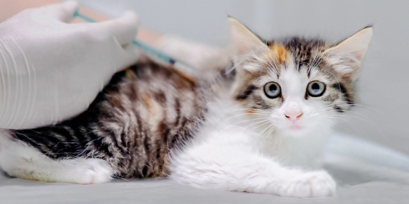 貓咪三合一疫苗