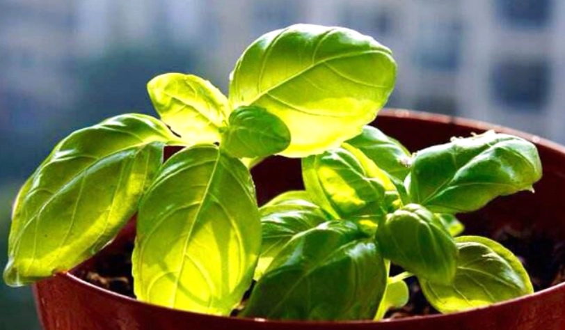 羅勒種植 羅勒種植