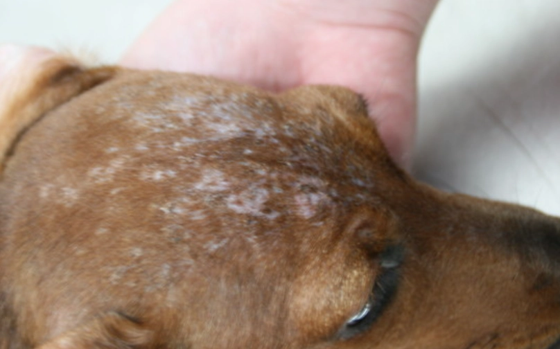 狗狗毛囊蟲預防