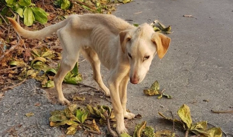 老狗瘦到皮包骨怎麼辦？獸醫教你找出原因與增重對策