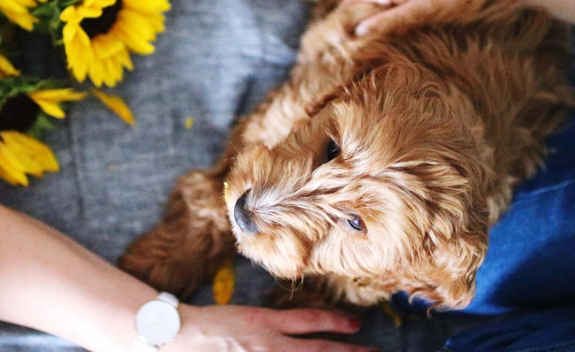 寵物不養了怎麼辦？負責任的解決方案與完整指南