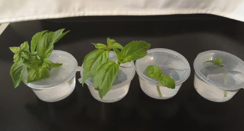 羅勒種植水製作