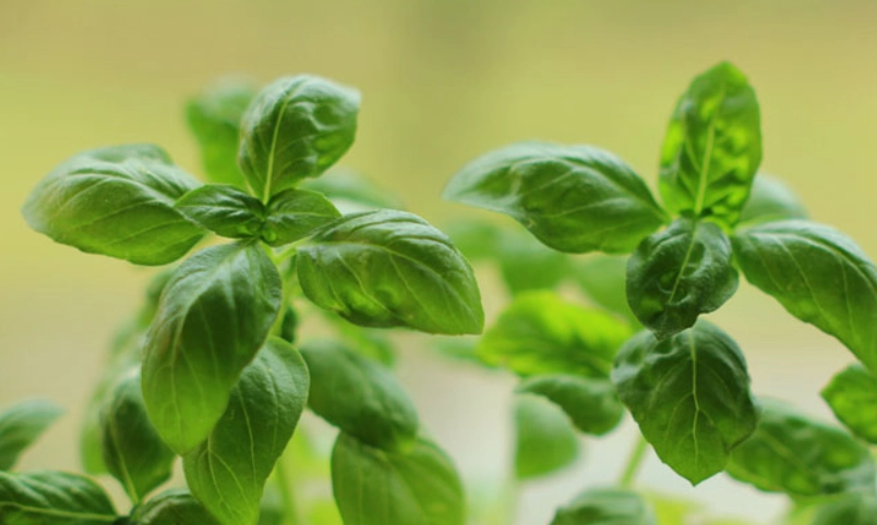 從種子到餐桌：完整甜羅勒種植指南與常見問題解答