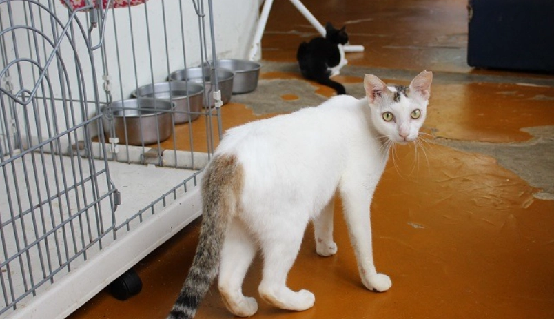 棄養法律責任 棄養法律責任