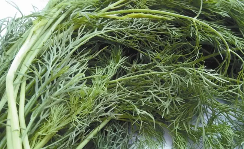 茴香食譜 茴香食譜