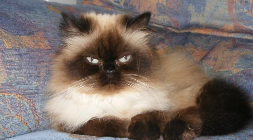 長毛暹羅貓照顧 長毛暹羅貓照顧