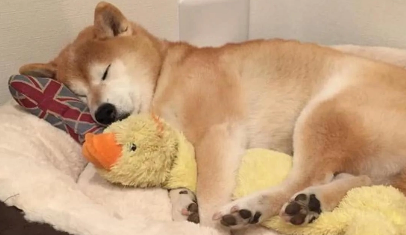 狗狗吐血死亡原因與急救指南：主人必知的關鍵處理步驟