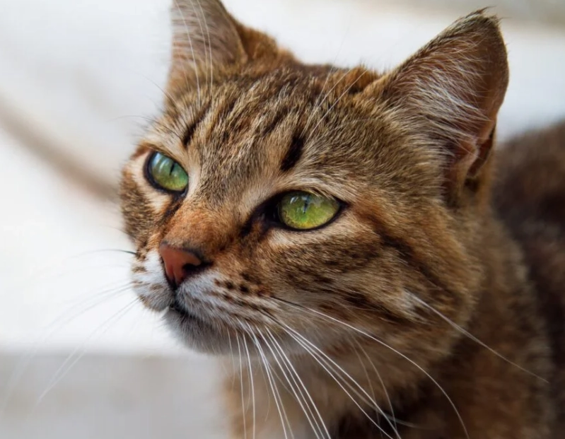 貓看得到顏色嗎