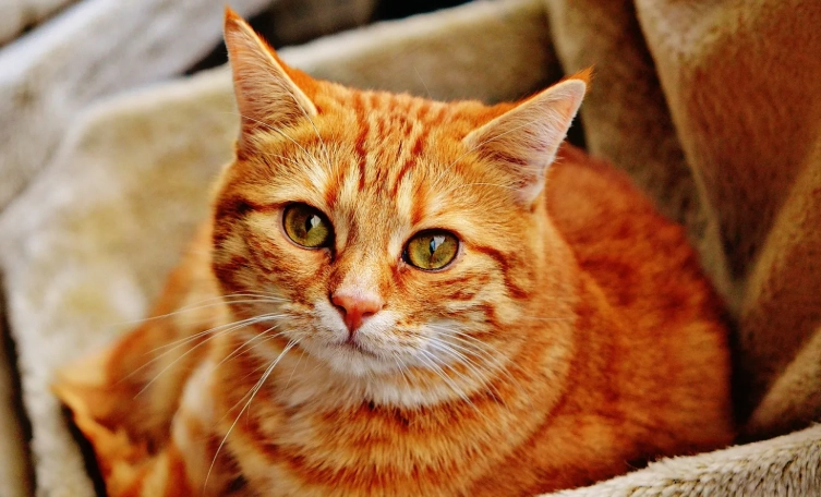 母貓個性 母貓個性