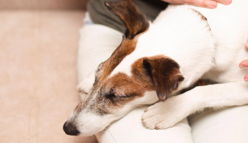 狗嘔吐黃色黏液 狗嘔吐黃色黏液