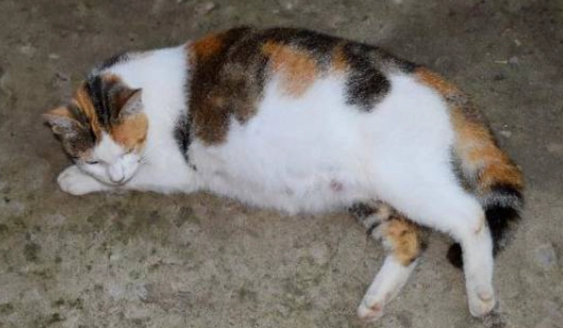 貓懷孕週期 貓懷孕週期