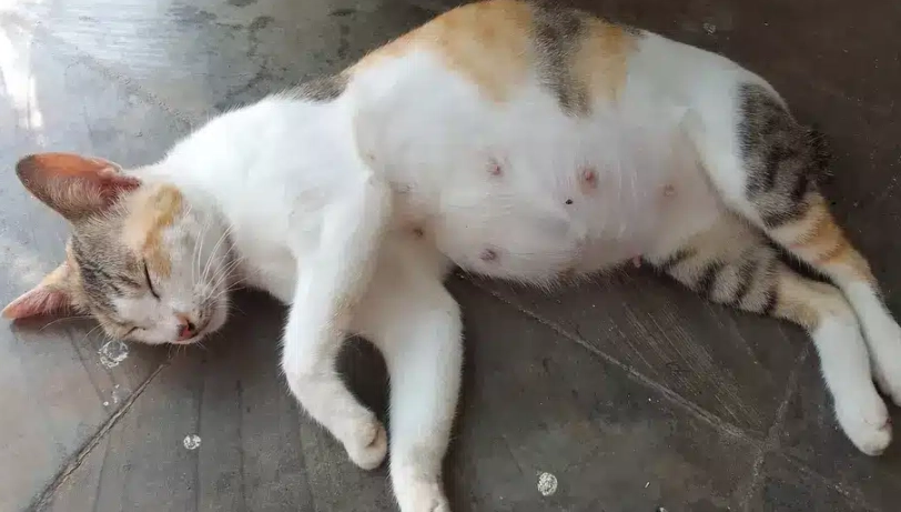 貓懷孕多久看得出來？獸醫教你從3週開始觀察這些關鍵跡象