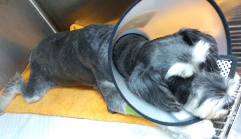 狗狗腸胃炎 狗狗腸胃炎